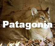 1patagonia
