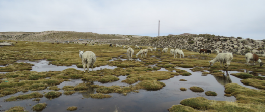 p bofedal de parinacota