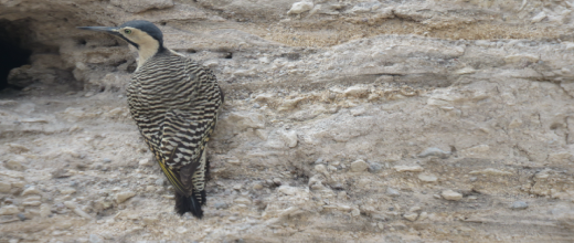 p carpintero altiplano
