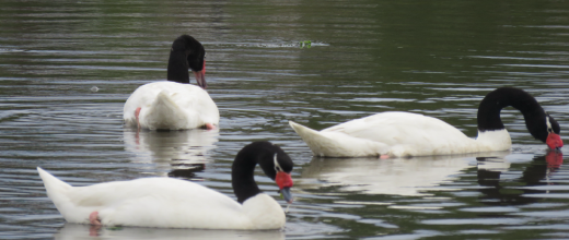 p cisne laguna patagua