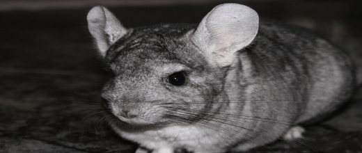 p rn las chinchillas