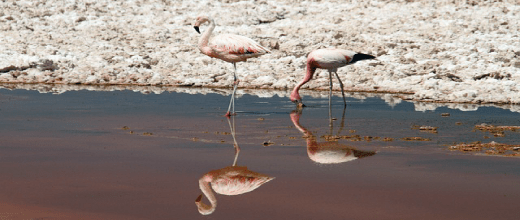 p salar de pujsa flamencos