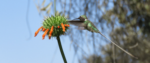 p santuario del picaflor