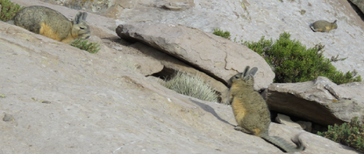 p vizcachas las cuevas