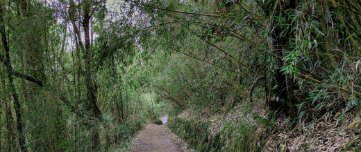 monumento natural cerro ñielol