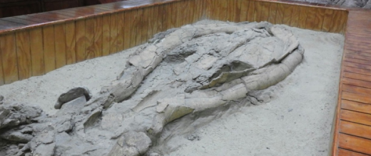 museo paleontologico