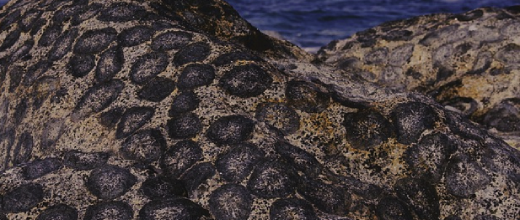 santuario granito orbicular