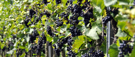 vina francois lurton