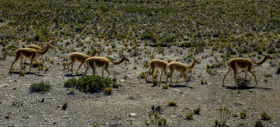 reserva nacional las vicunas