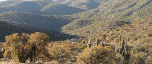 dinosaurio titanosaurio