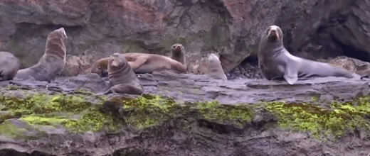 lobo fino de juan fernandez