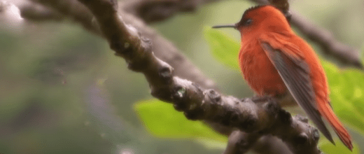 picaflor de juan fernandez