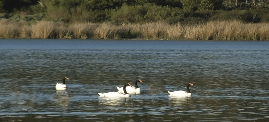 reserva nacional el yali