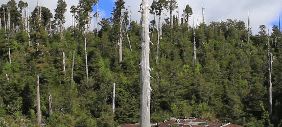 parque nacional alerce costero