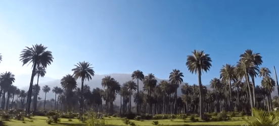 parque nacional palmas de cocalan