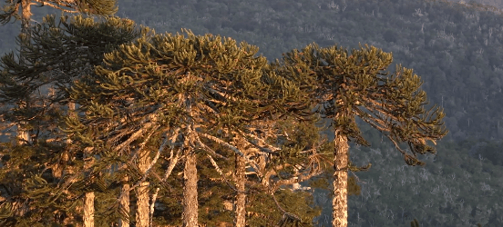 reserva nacional alto biobio