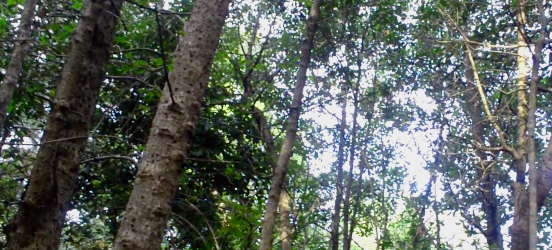 reserva nacional los queules