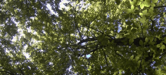 reserva nacional los ruiles