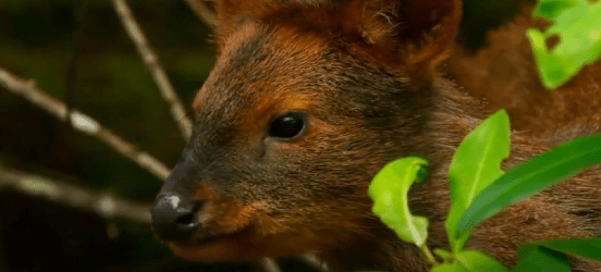 reserva nacional nonguen