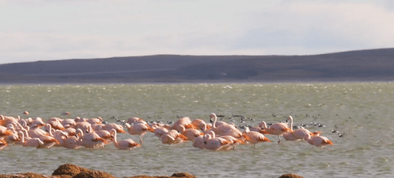 laguna de los cisnes